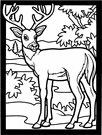 Deer Color Page