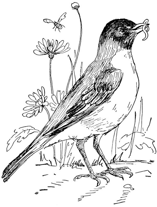 American Robin Coloring Page Coloring Pages