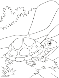Turtle Meadow Coloring Page