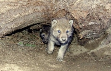 gray wolf pup