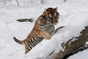 Siberian Tigeress and cub