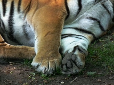 Paws Siberian Tiger