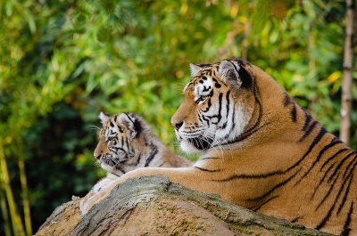 Siberian Tigress with cub