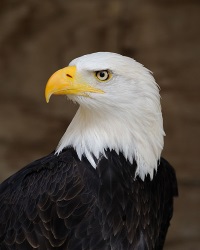 American Bald Eagle