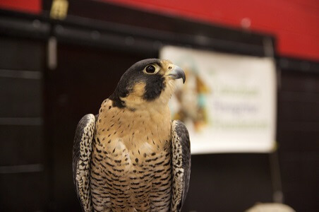 Peregrine Falcon Female