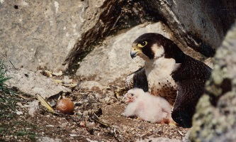 Peregrine Falcon Adult and Chicks