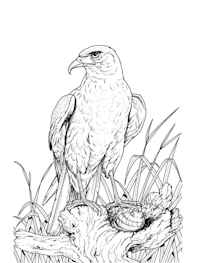 Perched Golden Eagle Coloring Page