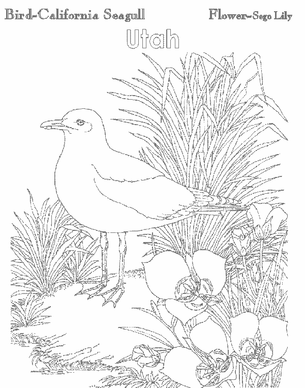 california state bird coloring pages - photo #27
