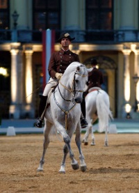 Lipizzan Stallion, Schönbrunn Palace
