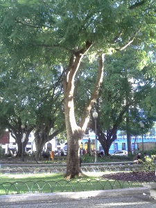 Brazilwood tree