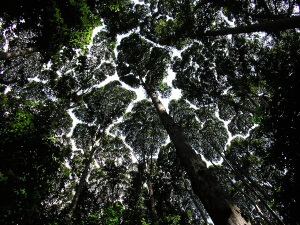 Canopy Layer Rainforest Malaysia Kapur Trees