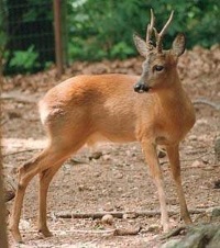 Siberian Roe Deer