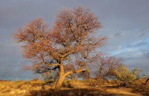 Kalahar Desert South Africa