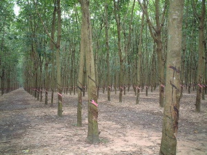 Rubber Trees Vietnam