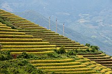 Terraced Rice Fields Vietnam