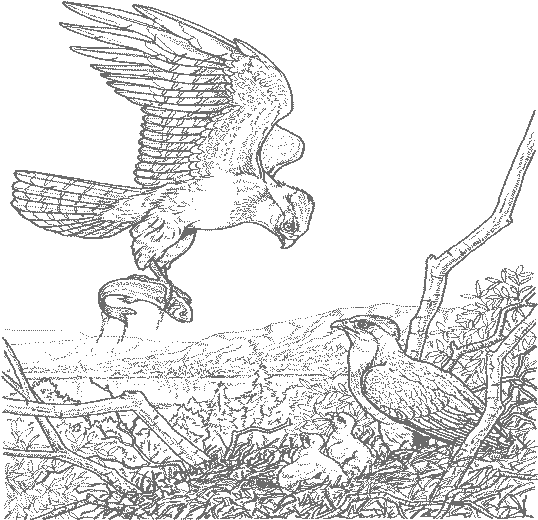 baby eagle coloring pages - photo #23