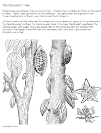Theobroma cacao (cacao tree or cocoa tree) Printable
