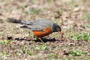 American Robin And A Worm