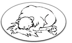Hibernation Bear