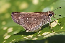 Butterfly Hesperiidae Skipper