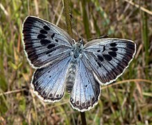 Lycaenidae Large Blue