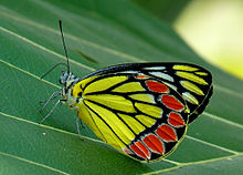 Butterfly Pieridae