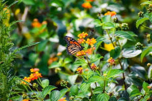 Monarch Butterfly Flowers