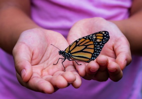 Monarch Butterfly on hands