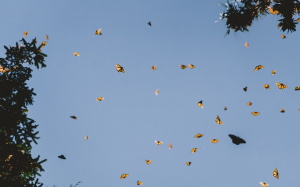 Butteerflies Flying