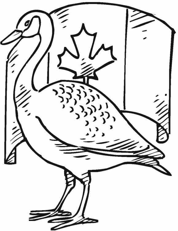 mon loon coloring page