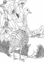 Hawaii State Bird and State Flower Coloring Page