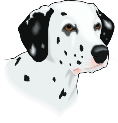 dalmation