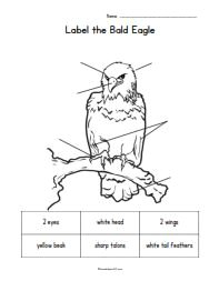 label the bald eagle