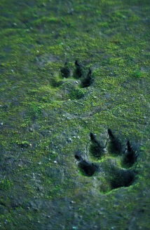 gray wolf tracks