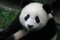 Young Giant Panda