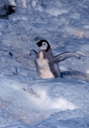 Emperor Penguin Chick