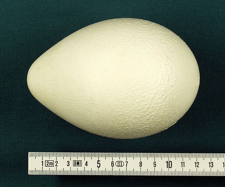 Emperor Penguin Egg