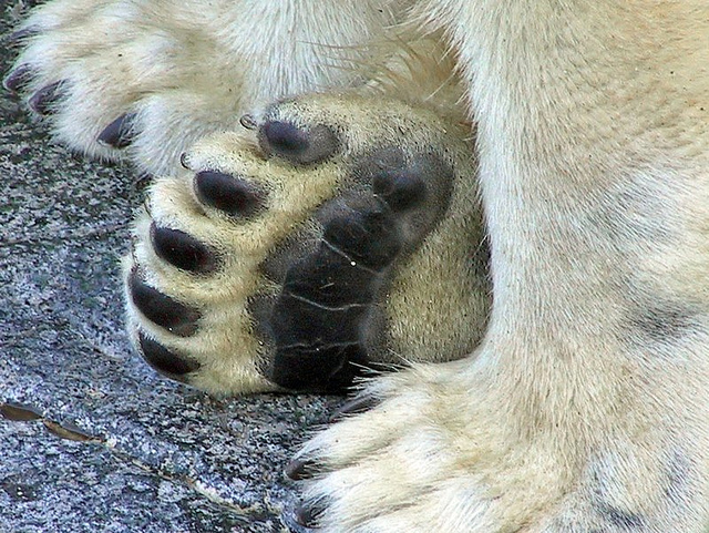 polar bear paws