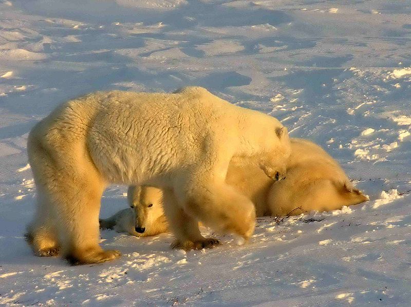 polar bears