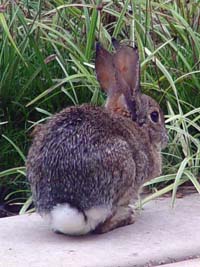 Cottontail Rabbit