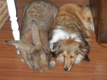 Flemish Giant Rabbit