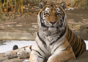 Tiger facts photos and videos, siberian tiger, bengal tiger, amur tiger