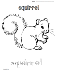 Trace Color Squirrel