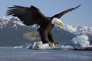 Bald Eagle In Canada