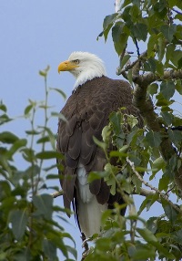 Bald Eagle Tree