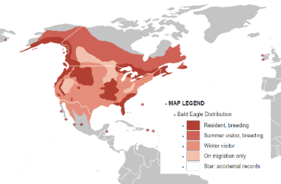 Distribution Bald Eagle