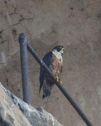 https://www.atozkidsstuff.com/images/birdsofprey/falcons/falco_peregrinator.jpg