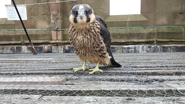 https://www.atozkidsstuff.com/images/birdsofprey/falcons/juv-male-berby-cathedrel.jpg