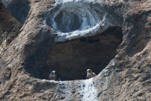 https://www.atozkidsstuff.com/images/birdsofprey/falcons/peregrine_falcon_nest_on_the_south_side_of_Morro_Rock,_Morro_Bay,_CA,.jpg