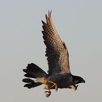 Peregrine Falcon flight